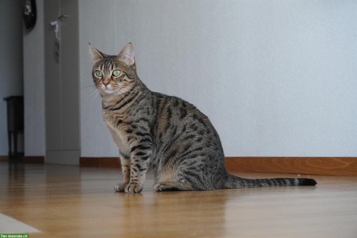 Bild 5: Süsse Bengal Mischlings Hauskatze sucht liebes Zuhause