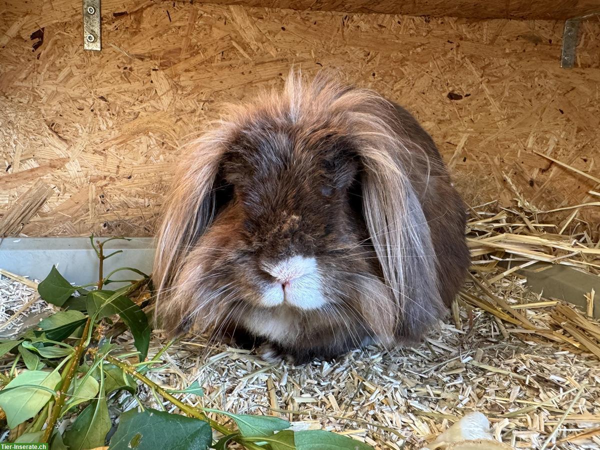 Löwenkopf Zwergkaninchen (Kastrat) sucht neues Zuhause