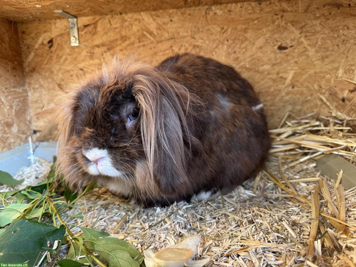 Bild 3: Löwenkopf Zwergkaninchen (Kastrat) sucht neues Zuhause