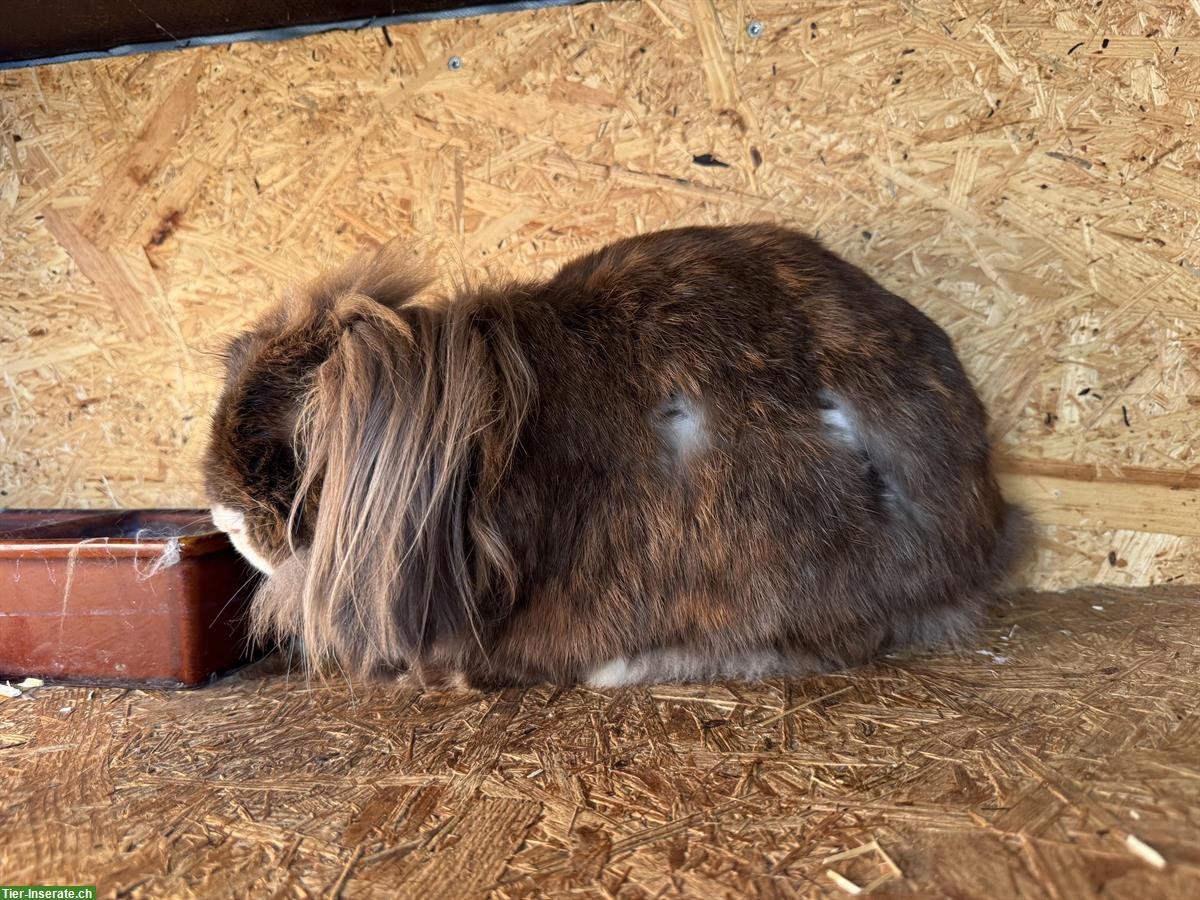 Bild 4: Löwenkopf Zwergkaninchen (Kastrat) sucht neues Zuhause