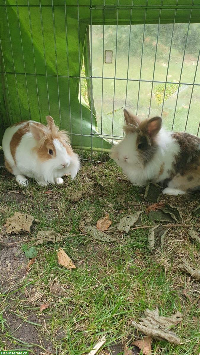 Bild 3: Handzahme Zwerglöwenkopfkaninchen, weiblich abzugeben