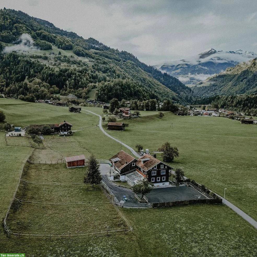 Freier Platz in Wallach Gruppenhaltung, Prättigau