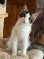 Maine Coon Kitten männlich mit Stammbaum