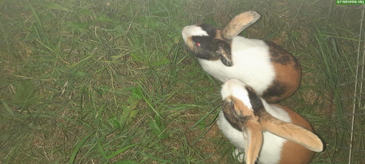 Bild 3: Süsse Holländer Kaninchen suchen ein Zuhause