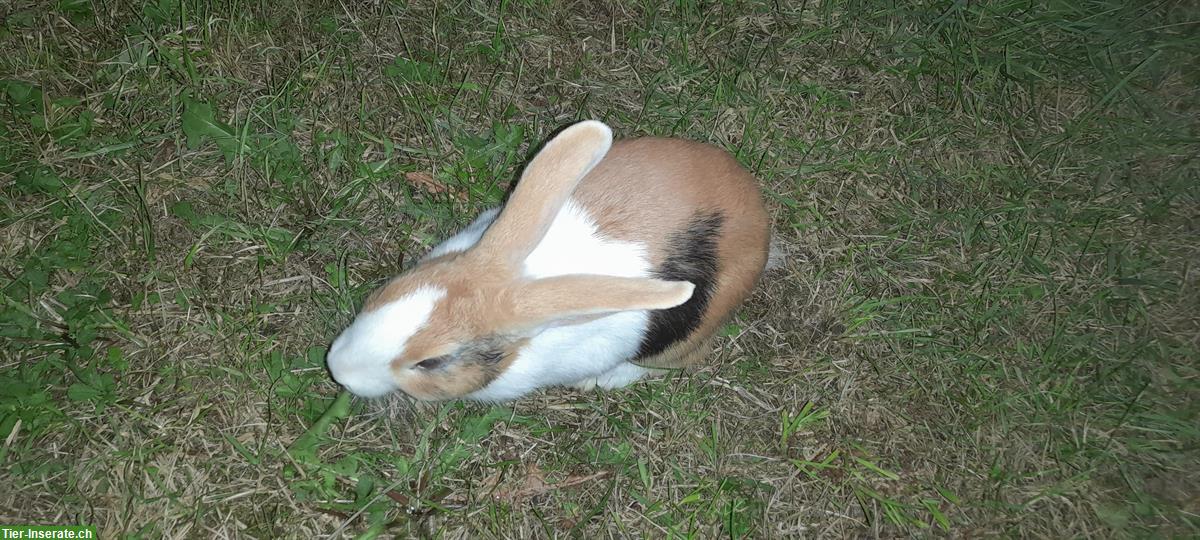 Bild 4: Süsse Holländer Kaninchen suchen ein Zuhause