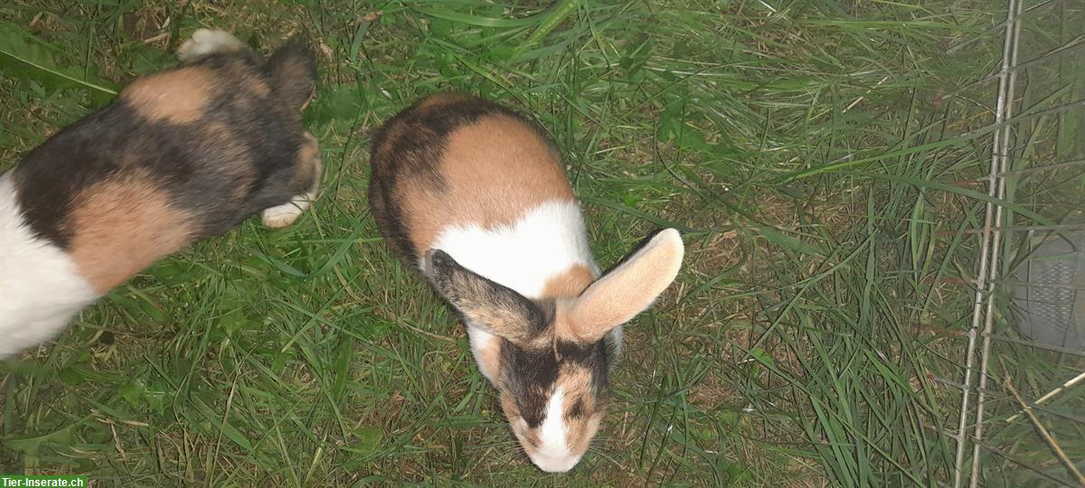 Bild 5: Süsse Holländer Kaninchen suchen ein Zuhause