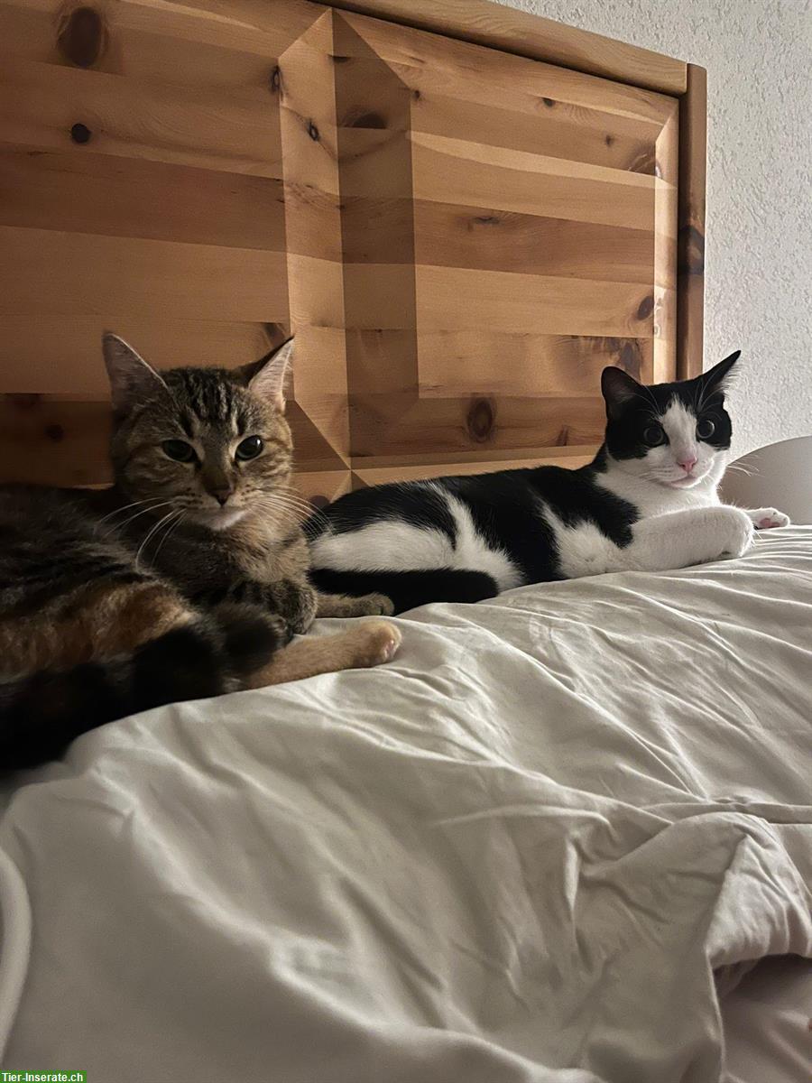 Bild 2: 2 Katzen aufgrund Trennung GRATIS abzugeben