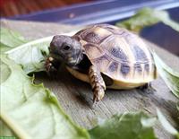 Baby-Schildkröten, griechische Landschildkröten abzugeben