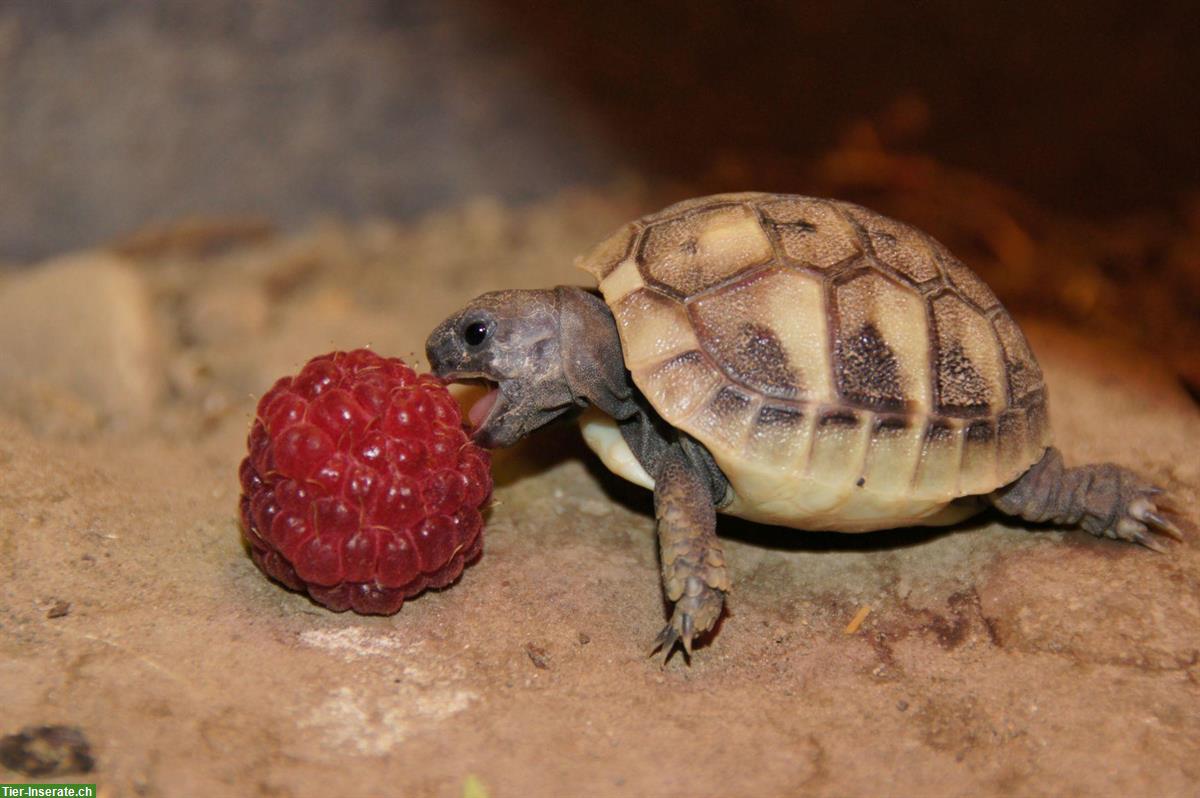 Bild 2: Baby-Schildkröten, griechische Landschildkröten abzugeben