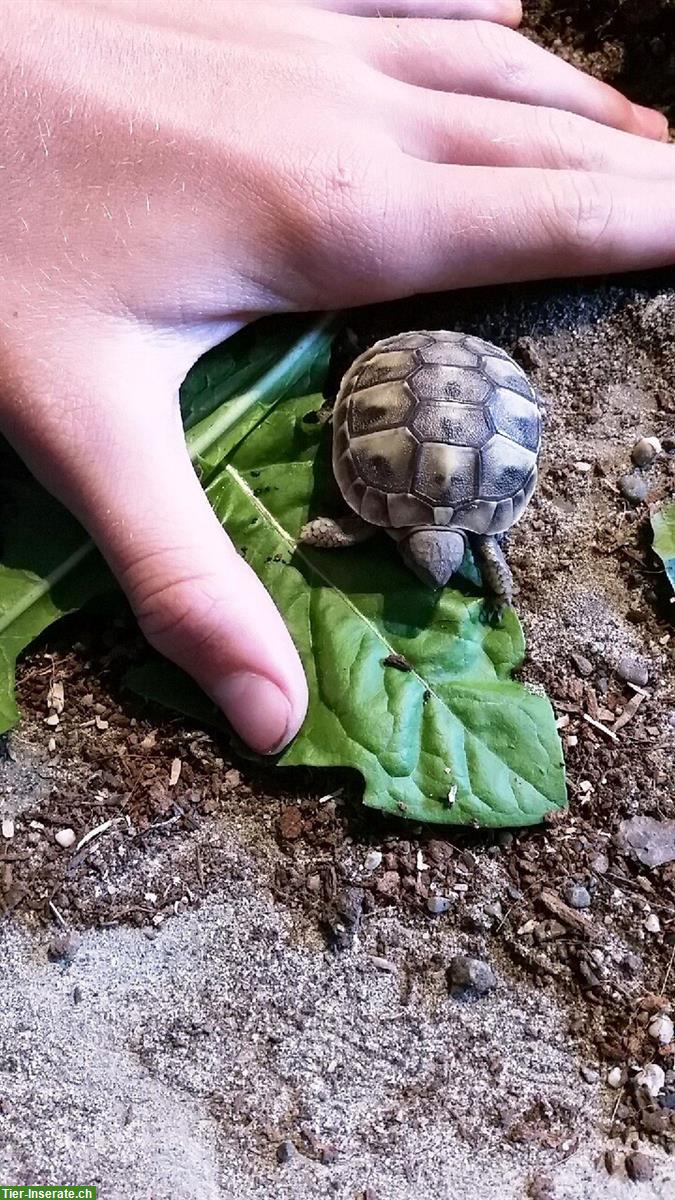 Bild 3: Baby-Schildkröten, griechische Landschildkröten abzugeben