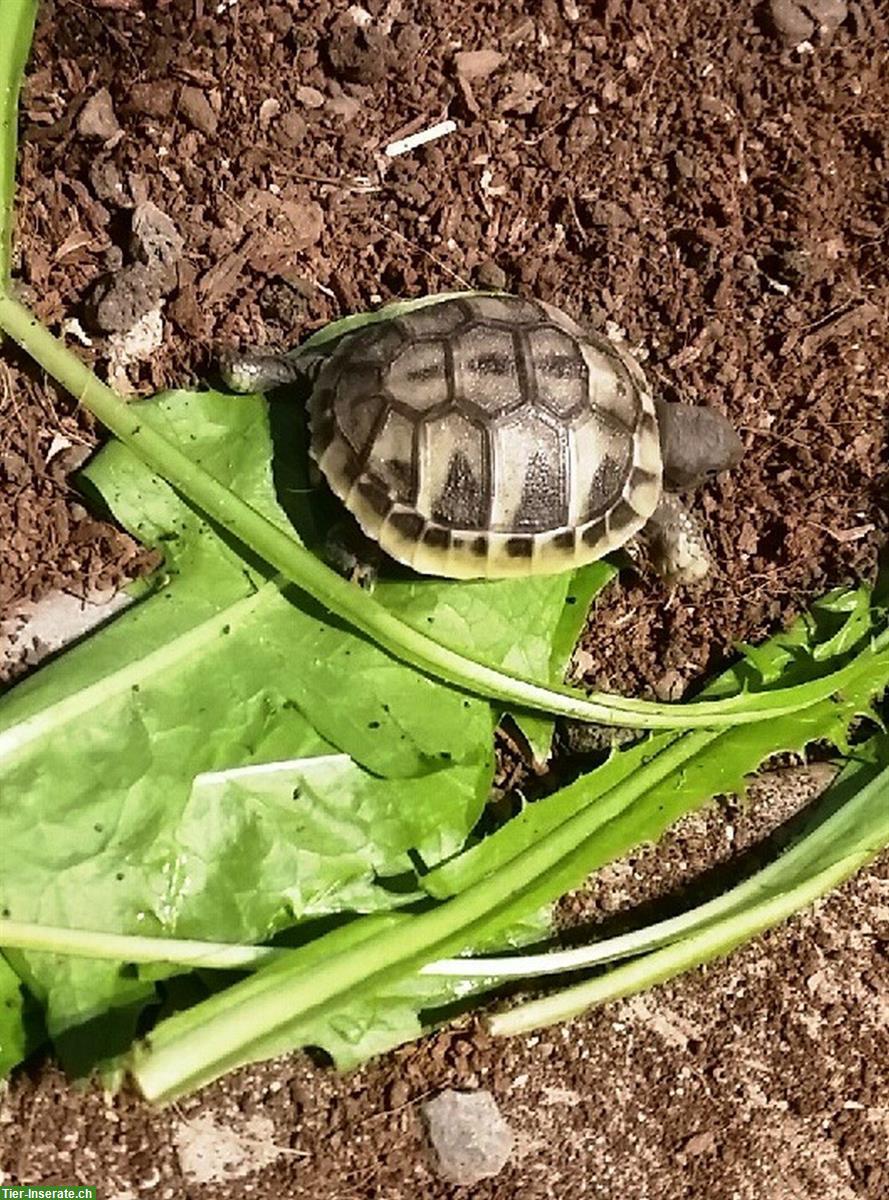 Bild 4: Baby-Schildkröten, griechische Landschildkröten abzugeben