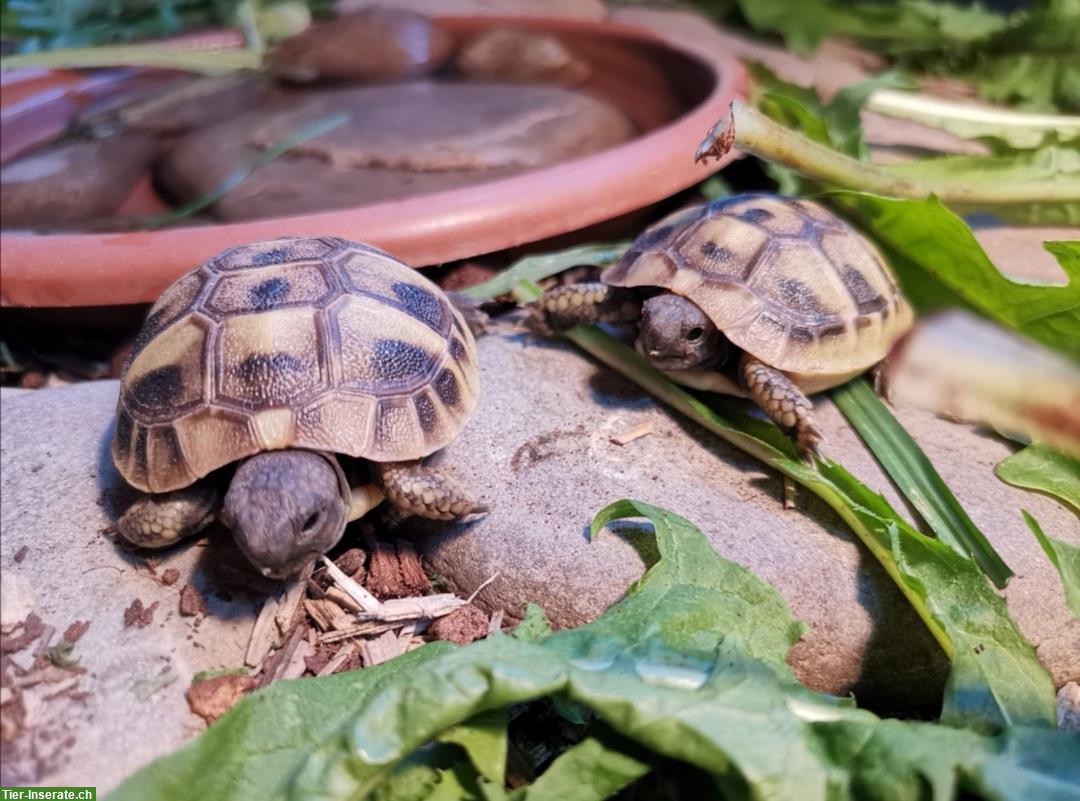 Bild 5: Baby-Schildkröten, griechische Landschildkröten abzugeben