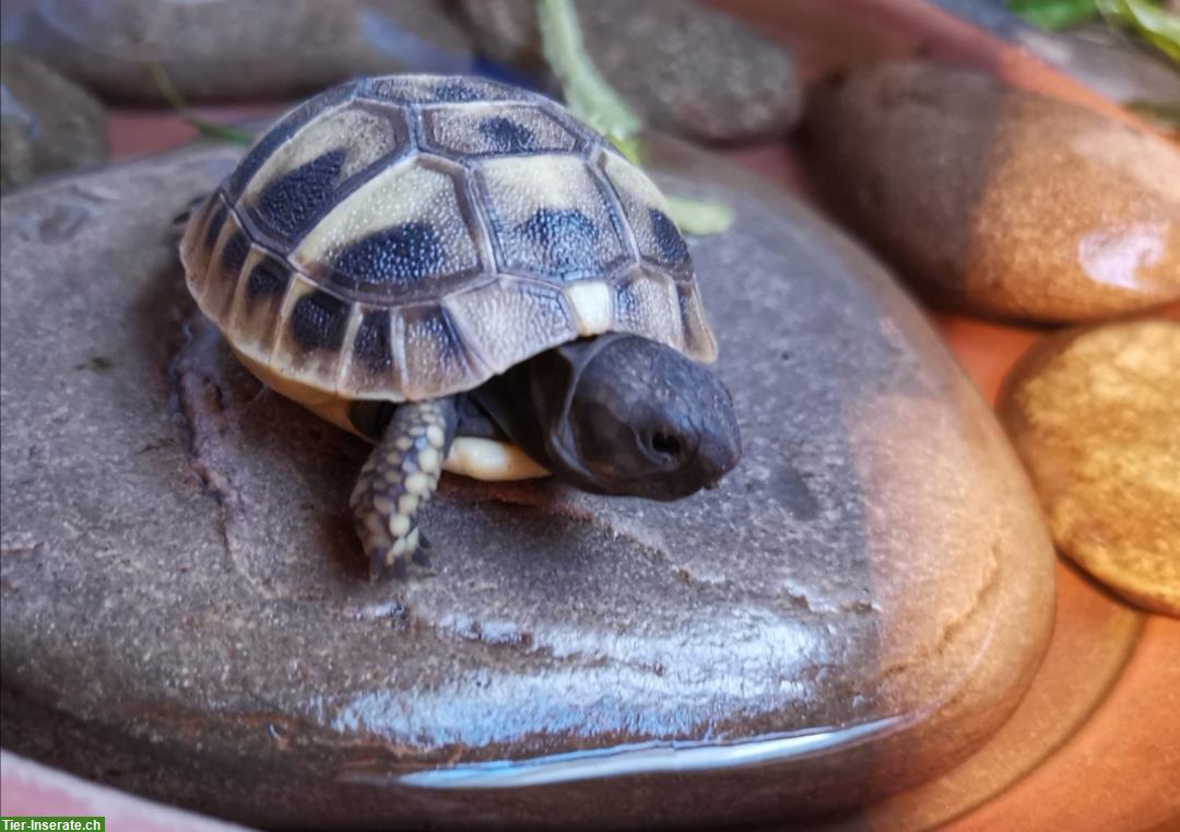 Bild 6: Baby-Schildkröten, griechische Landschildkröten abzugeben