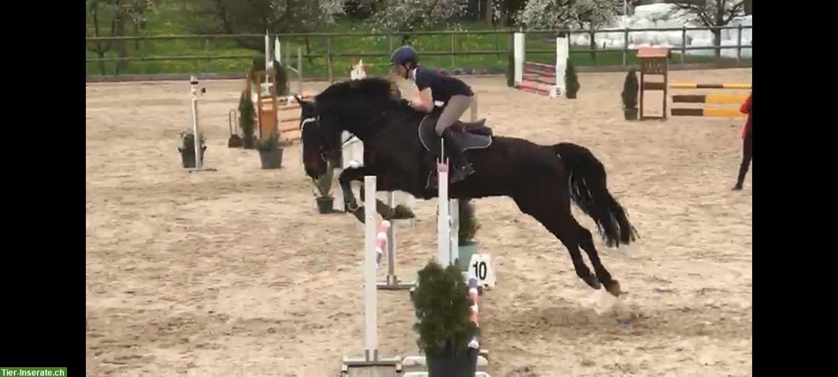 Bild 2: Reitbeteiligung auf Warmblut-Wallach im Oberaargau