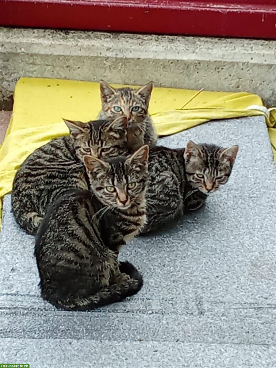 Allerliebste junge Tigerli Kätzchen abzugeben