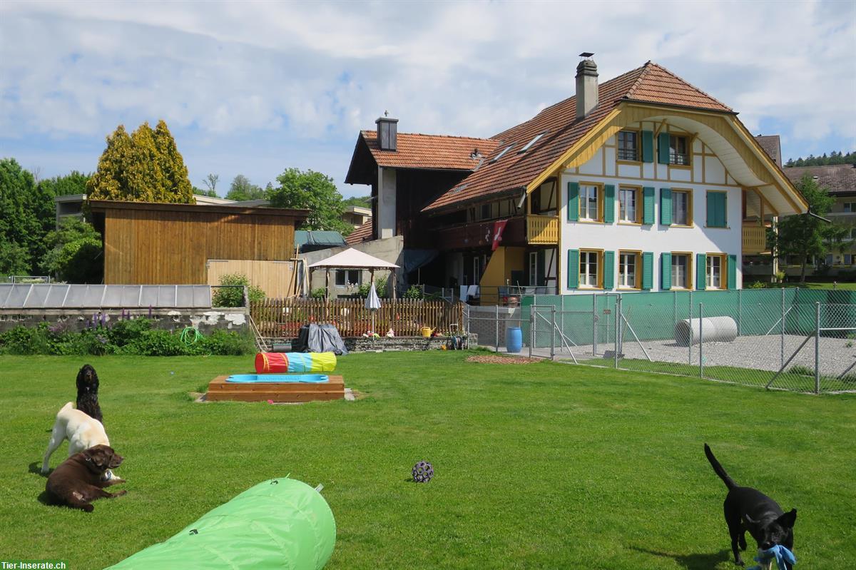 Hunde Tages- & Ferienplätze bei Tane's Petsitting Thörishaus BE