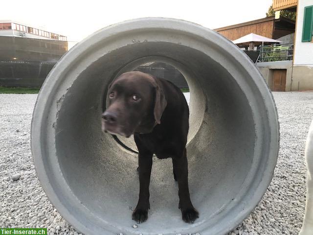 Bild 3: Hunde Tages- & Ferienplätze bei Tane's Petsitting Thörishaus BE