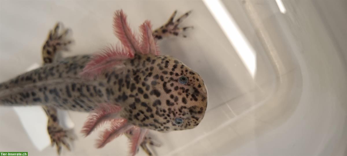 Grosse Axolotl ca 20cm, Wildling und Weissling