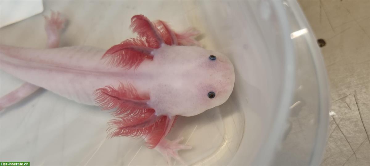 Bild 2: Grosse Axolotl ca 20cm, Wildling und Weissling