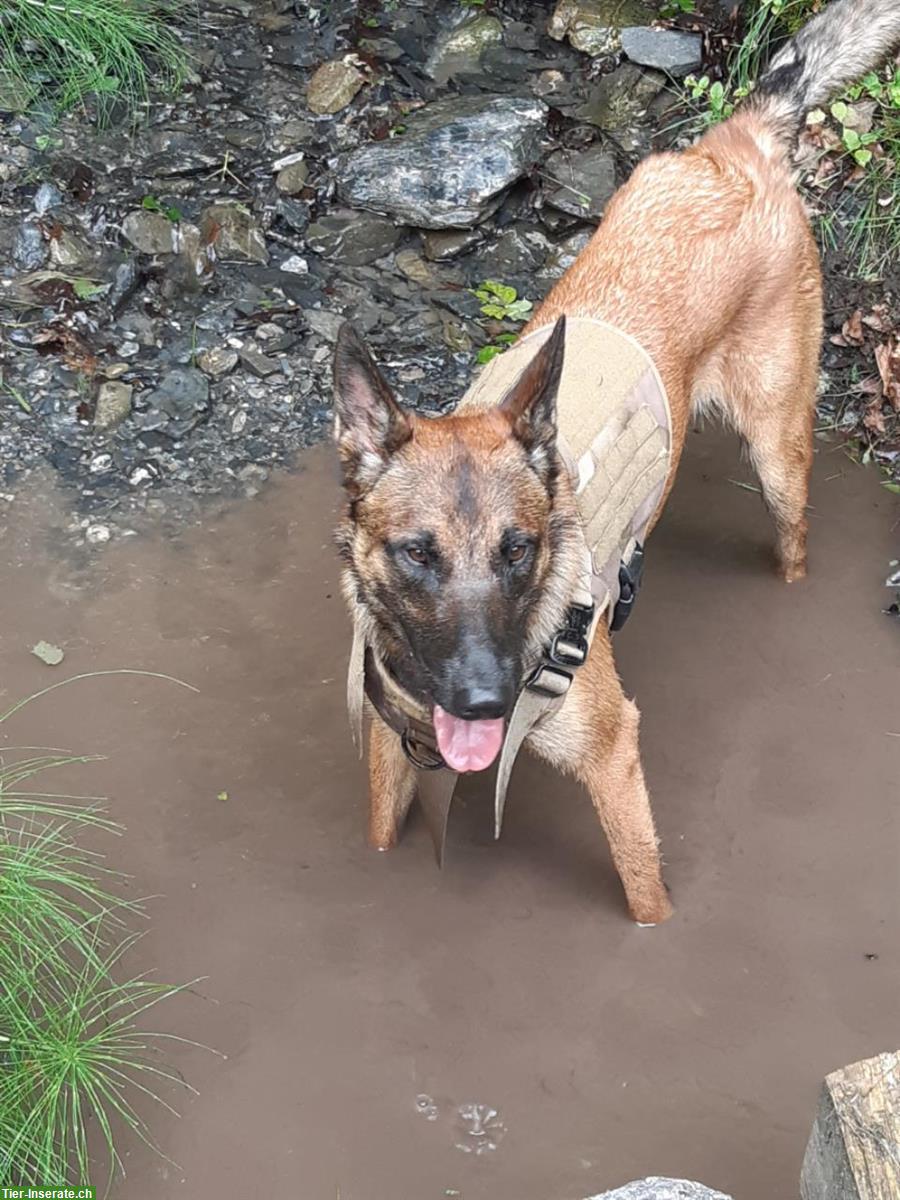 Malinois Deckrüde, kein Verkauf!