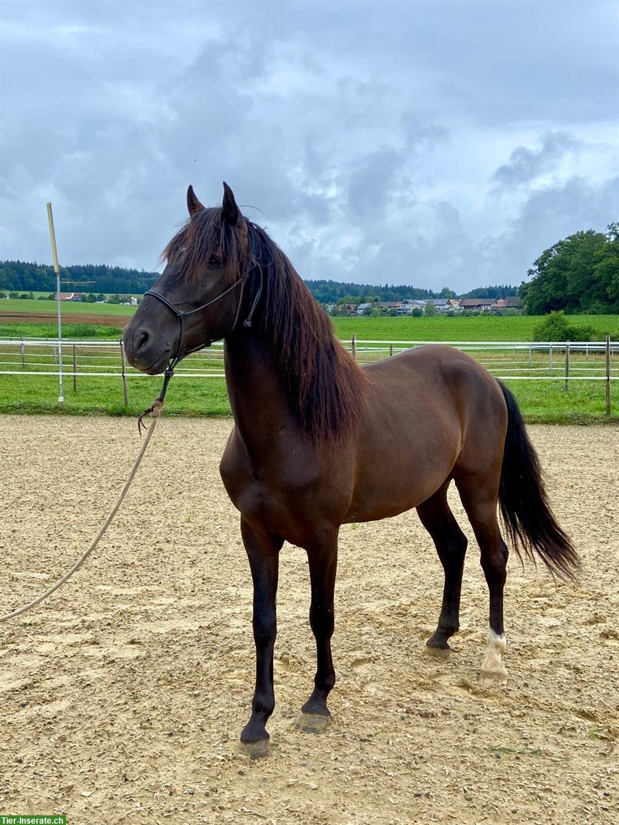 Bild 2: Suchen Bereiterin für junge Lusitanos