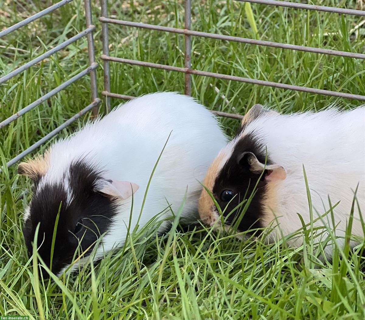 Bild 3: Junge Glatthaar Meerschweinchen zu verkaufen