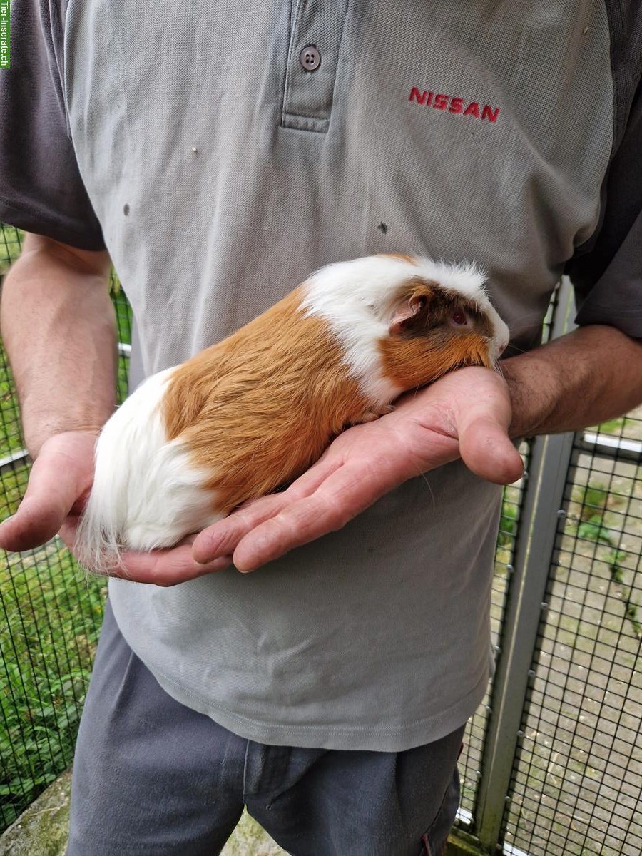 Bild 2: Toller Meerschweinchen Kastrat sucht ein Zuhause