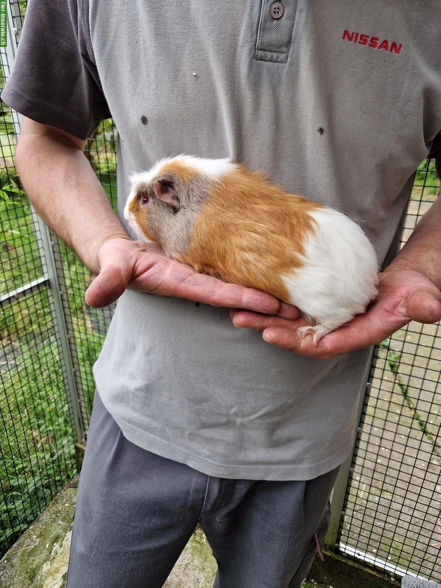 Bild 3: Toller Meerschweinchen Kastrat sucht ein Zuhause