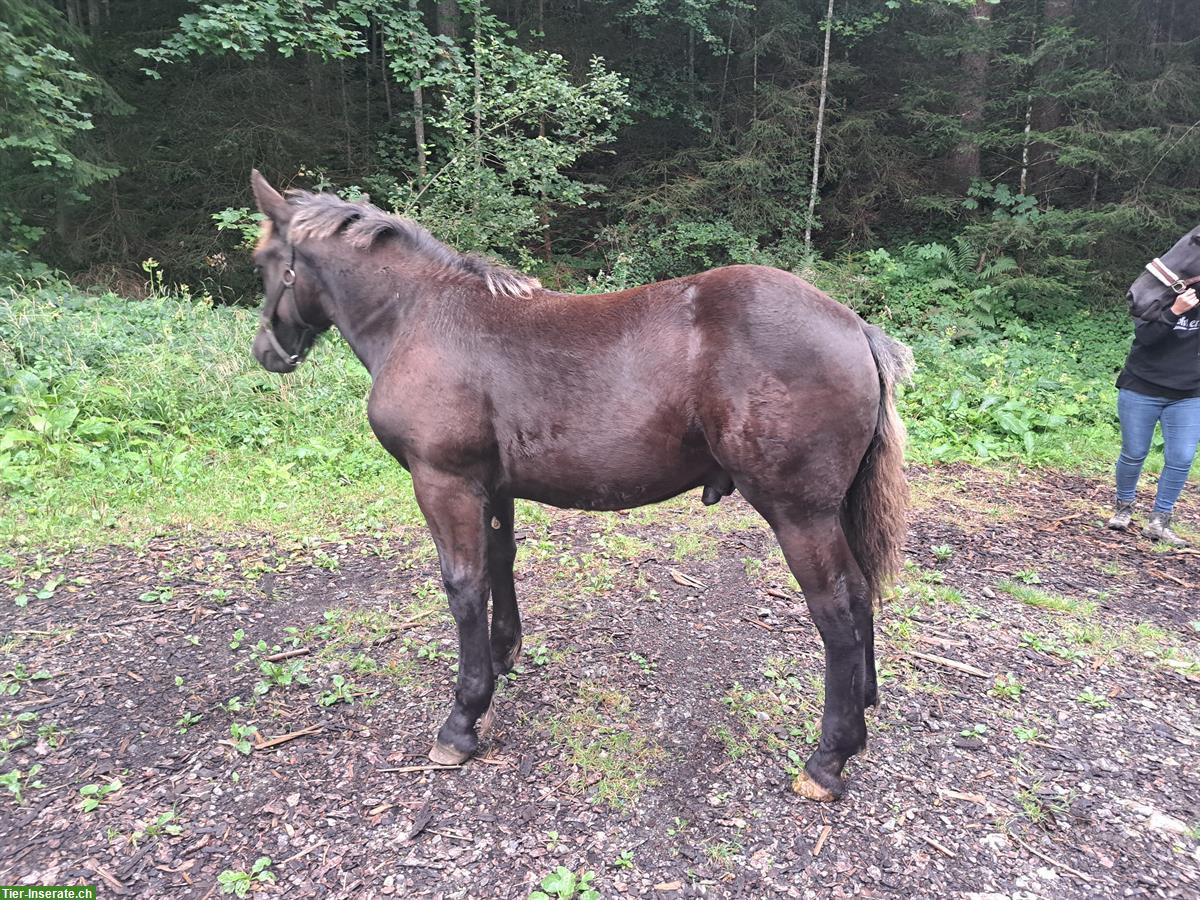 Bild 2: Noriker Rapp Hengstfohlen Winnetou