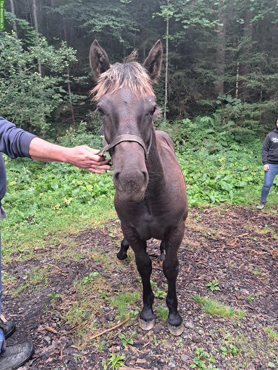 Bild 3: Noriker Rapp Hengstfohlen Winnetou