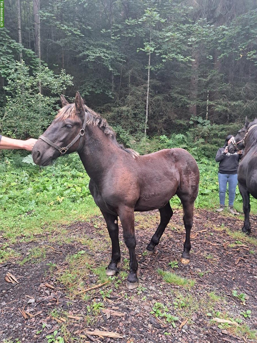 Bild 4: Noriker Rapp Hengstfohlen Winnetou