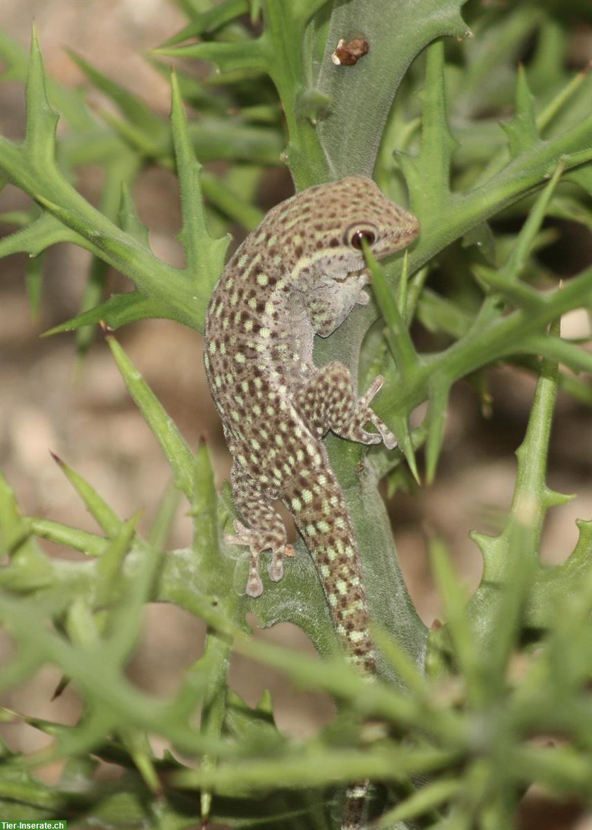 Phelsuma breviceps Nachzuchten abzugeben