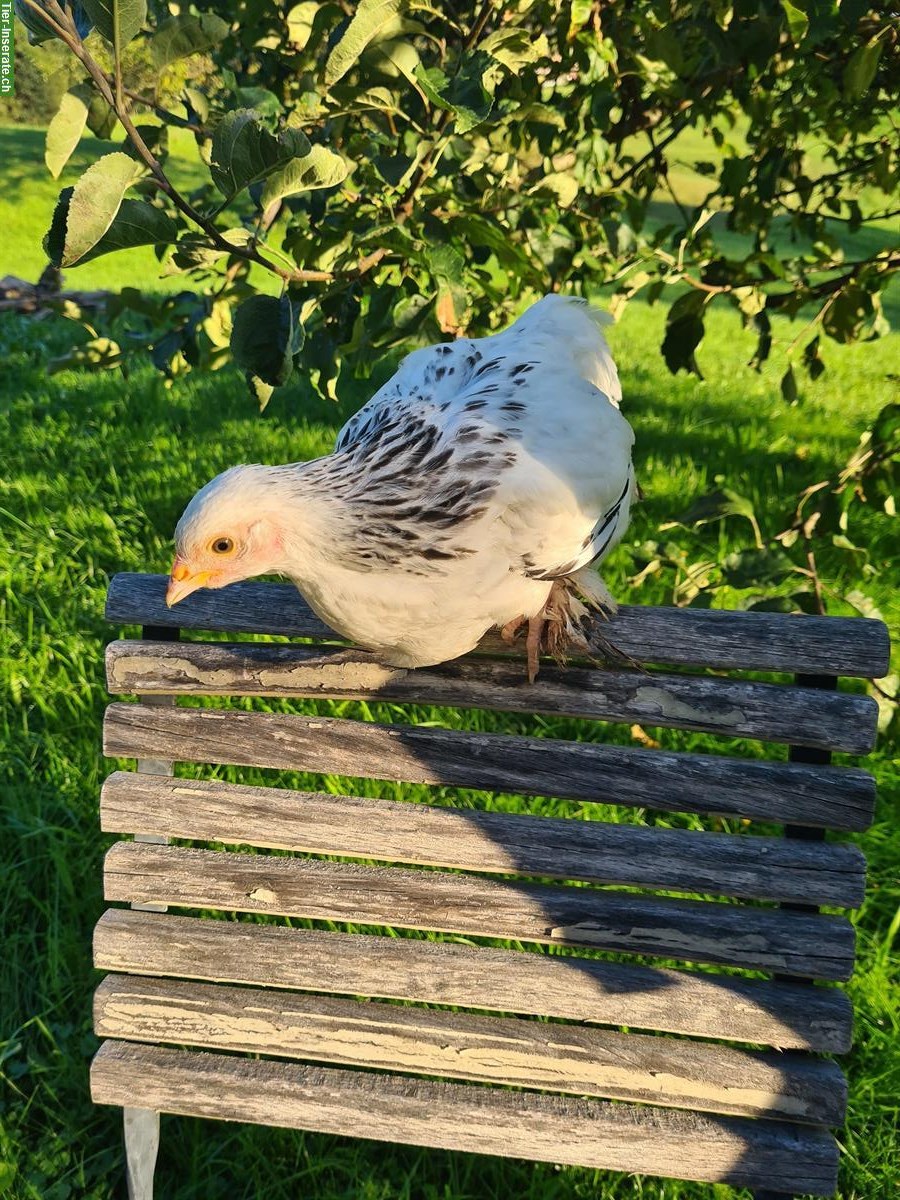 3 Barnevelder und 1 Sundheimer Hennen