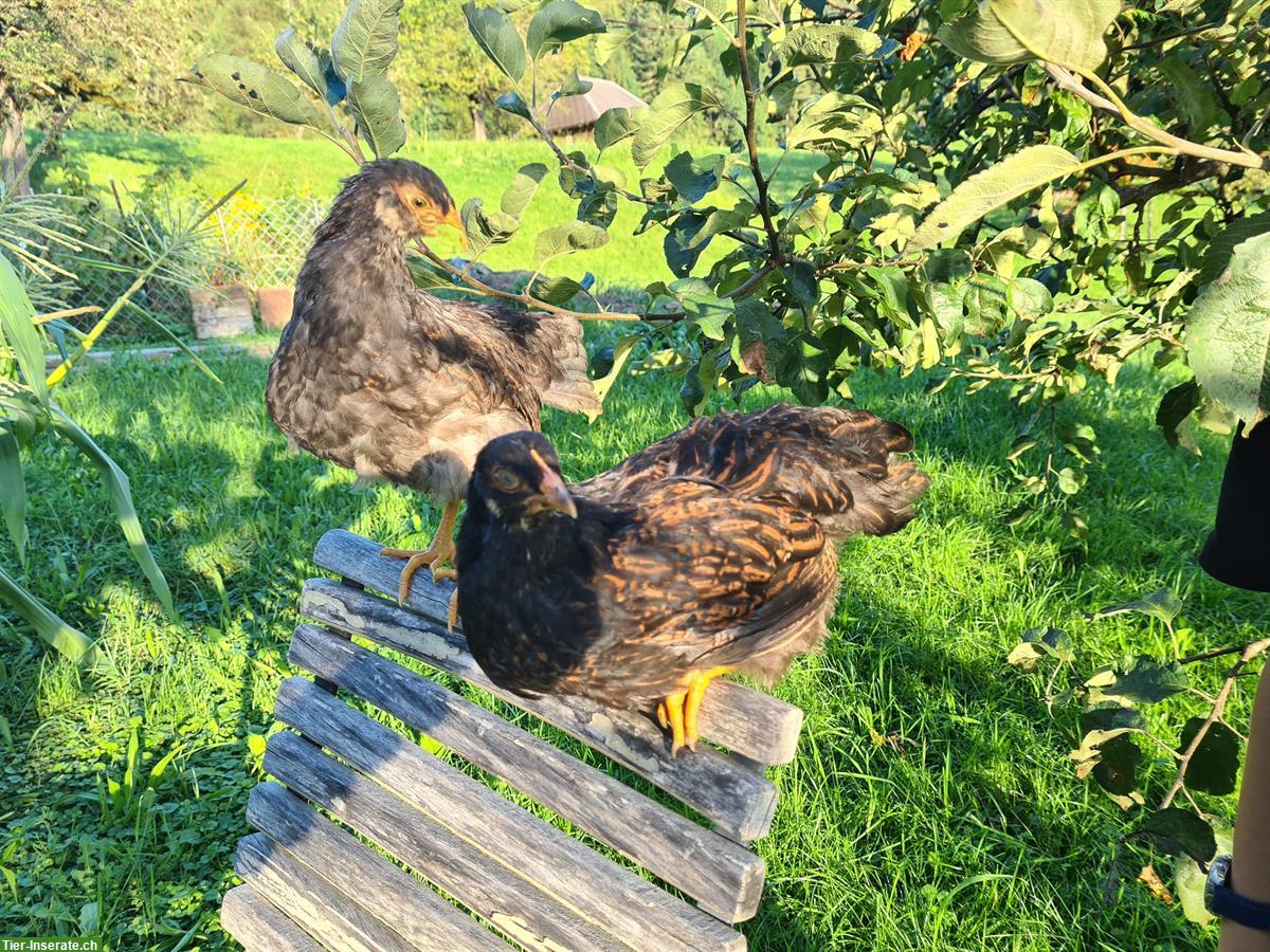 Bild 2: 3 Barnevelder und 1 Sundheimer Hennen