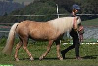 15-jährige Pony Stute mit Zubehör