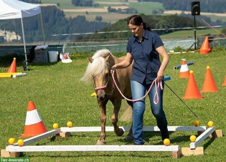 Bild 2: 15-jährige Pony Stute mit Zubehör