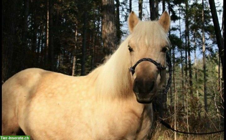 Bild 3: 15-jährige Pony Stute mit Zubehör