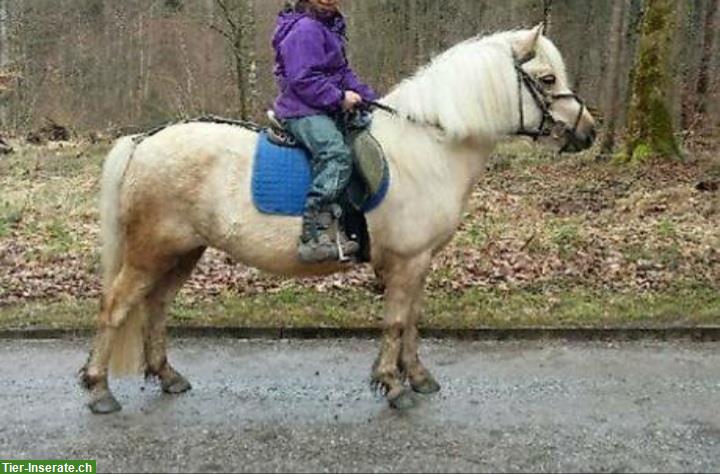 Bild 4: 15-jährige Pony Stute mit Zubehör