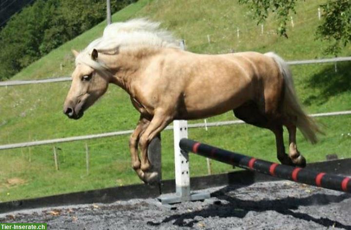 Bild 5: 15-jährige Pony Stute mit Zubehör