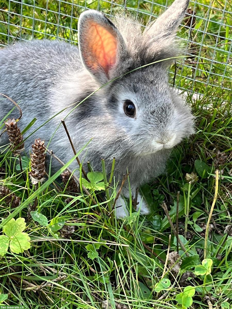 Junge Zwergkaninchen, weiblich