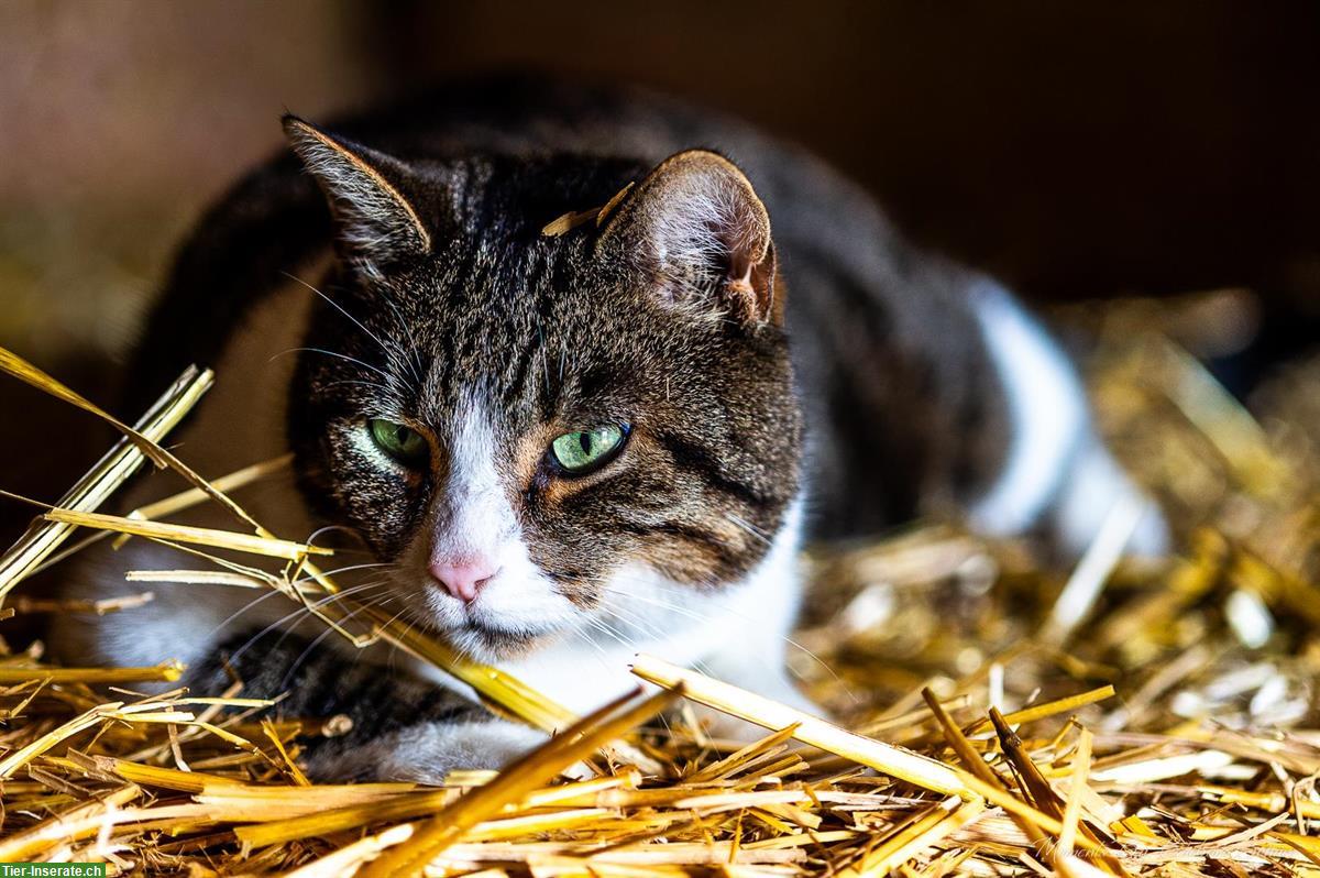 Bild 2: Tierfotografie ist meine Leidenschaft