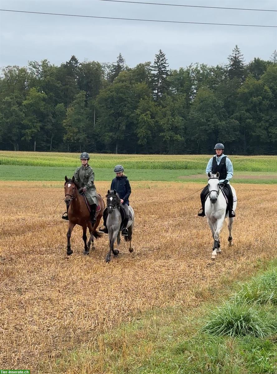 Bild 2: Reitbeteiligungen für Ponys und Pferd im ZH-Unterland