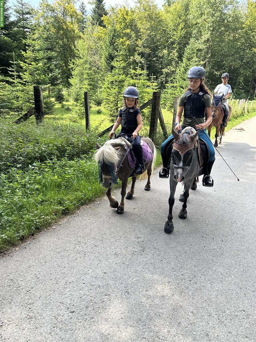 Bild 3: Reitbeteiligungen für Ponys und Pferd im ZH-Unterland