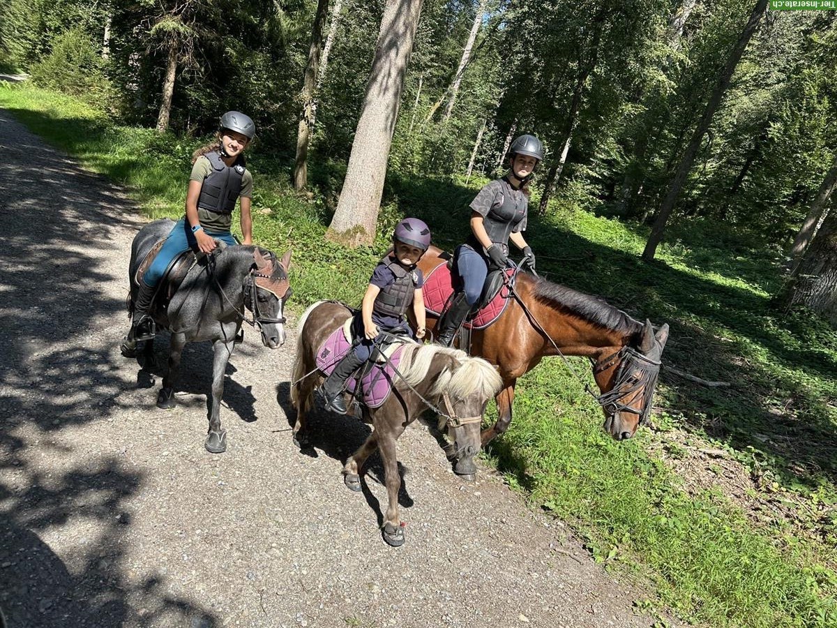 Bild 4: Reitbeteiligungen für Ponys und Pferd im ZH-Unterland