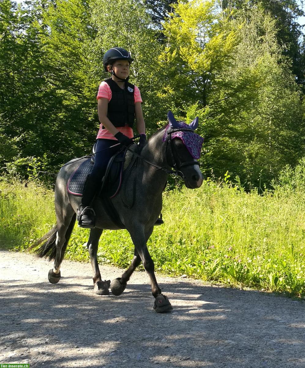 Bild 6: Reitbeteiligungen für Ponys und Pferd im ZH-Unterland