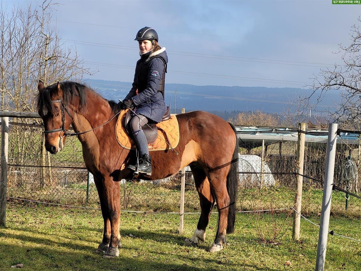 Bild 7: Reitbeteiligungen für Ponys und Pferd im ZH-Unterland