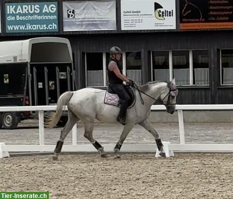 Bild 8: Reitbeteiligungen für Ponys und Pferd im ZH-Unterland