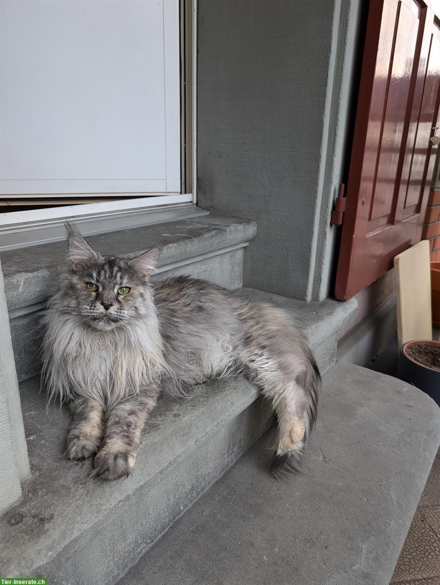 Bild 3: Liebevolles Maine Coon Weibchen, 3-jährig, kastriert