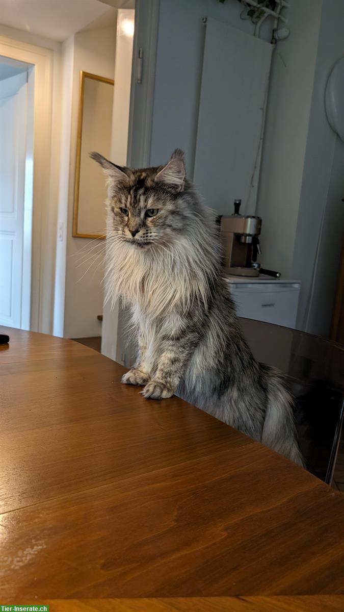 Bild 5: Liebevolles Maine Coon Weibchen, 3-jährig, kastriert