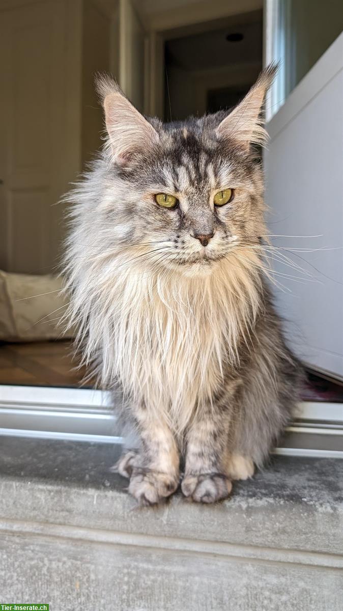 Bild 6: Liebevolles Maine Coon Weibchen, 3-jährig, kastriert